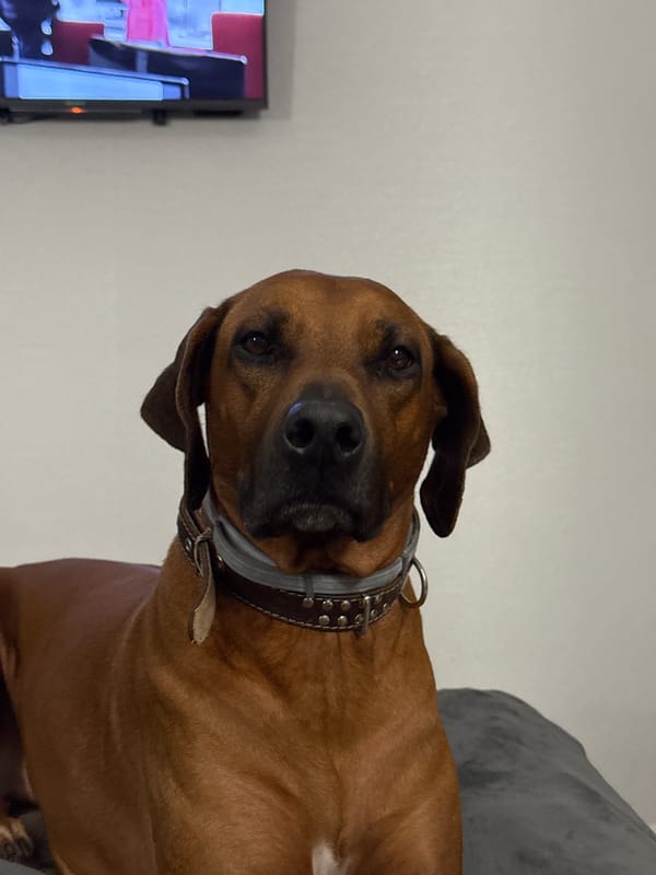 Dog poses for multiple photos on couch in Nizhny Novgorod