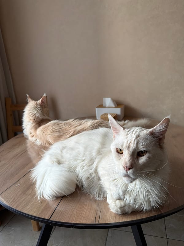 Maine Coon cats rest on wooden table in Kazan