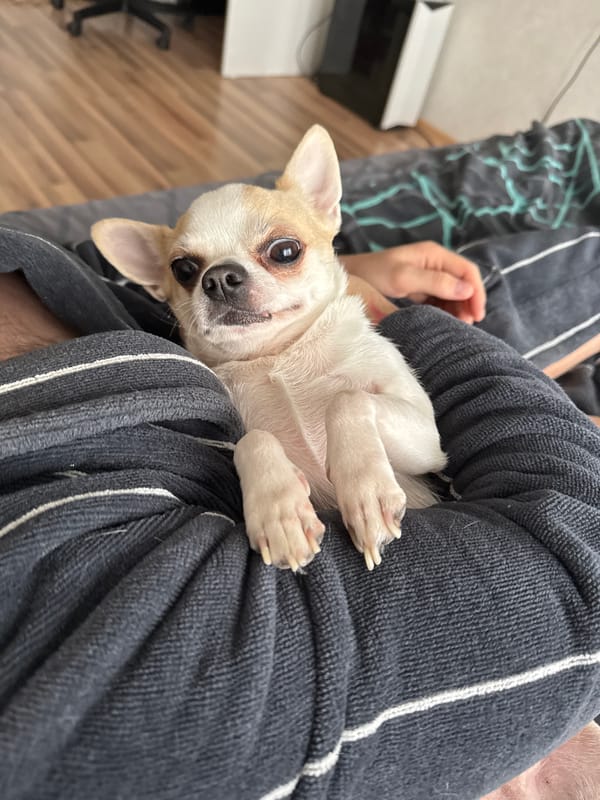 Chihuahua rests peacefully in owner's lap during morning moment