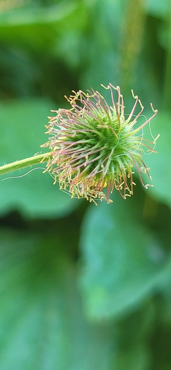 Summer wildflowers, insects, and garden details in Tetianivka