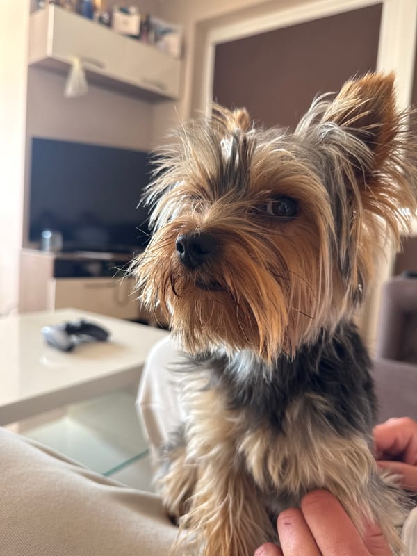 Man and Yorkshire Terrier photographed in Varna, Bulgaria