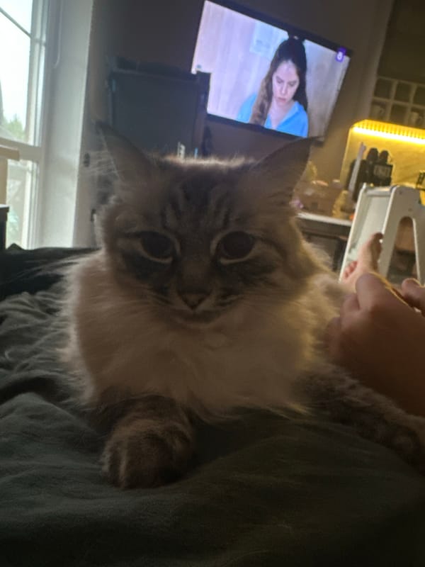 Long-haired cat photographed indoors in Kuda, Russia