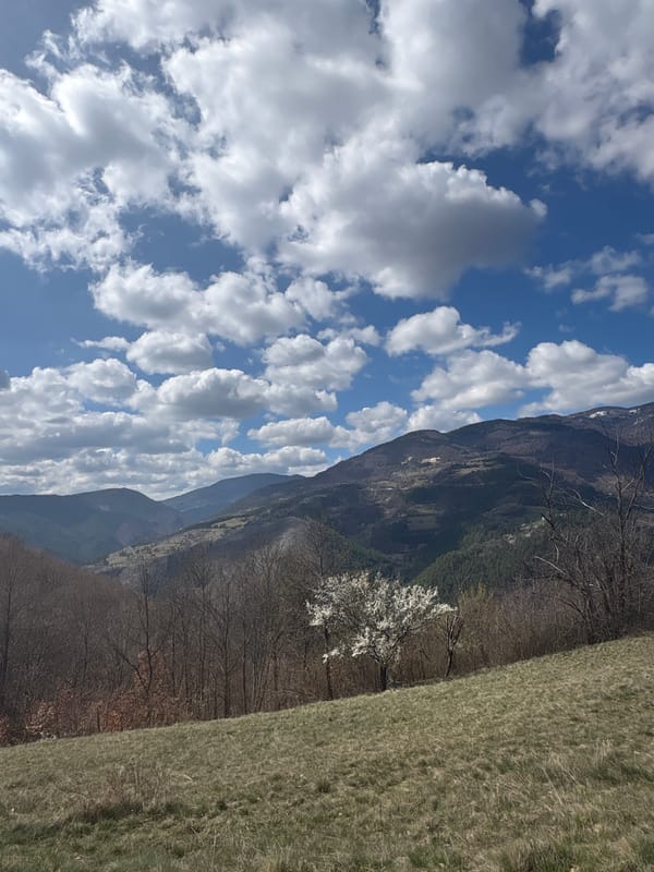 Spring blooms observed among bare trees in Kamenjani, Serbia
