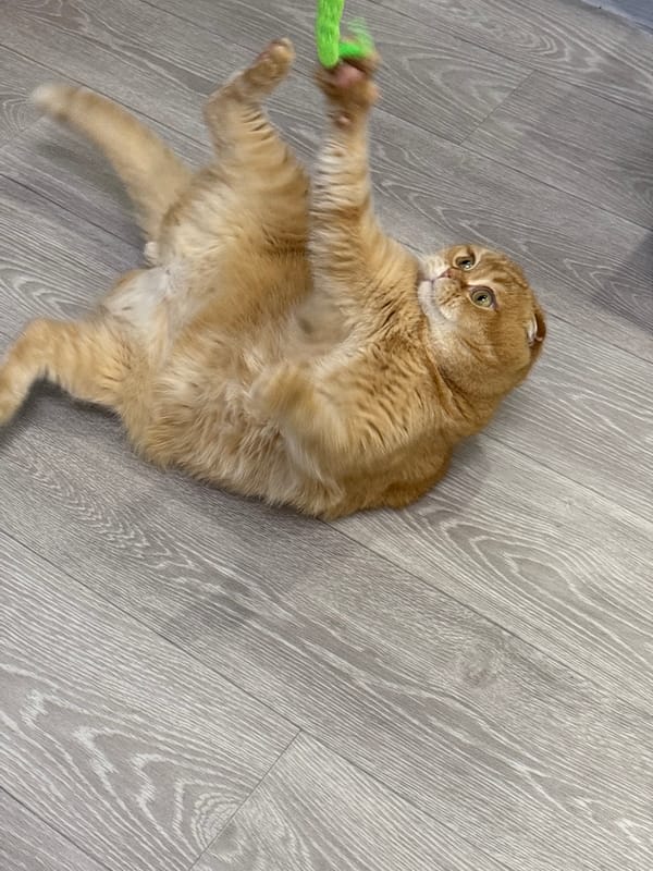 Scottish Fold cat plays and lounges on a wood-grain floor