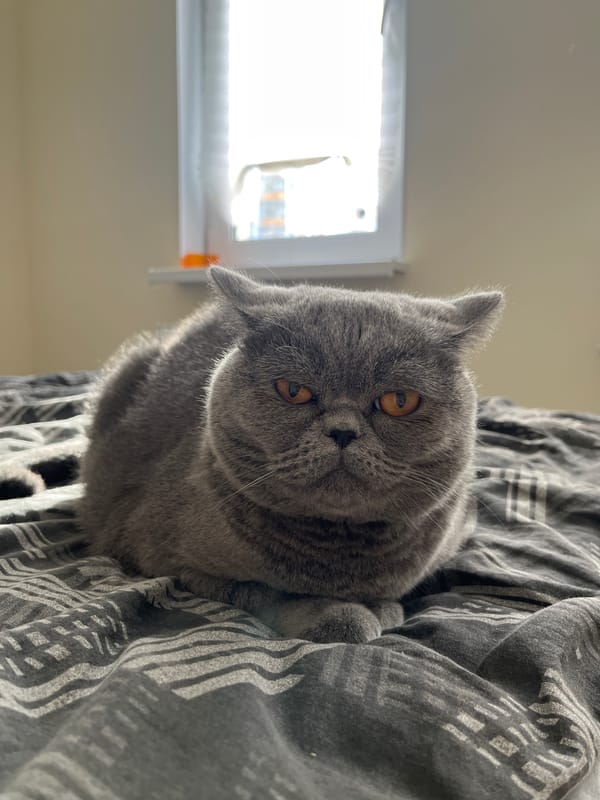 Grey British Shorthair cat observed during afternoon domestic activities
