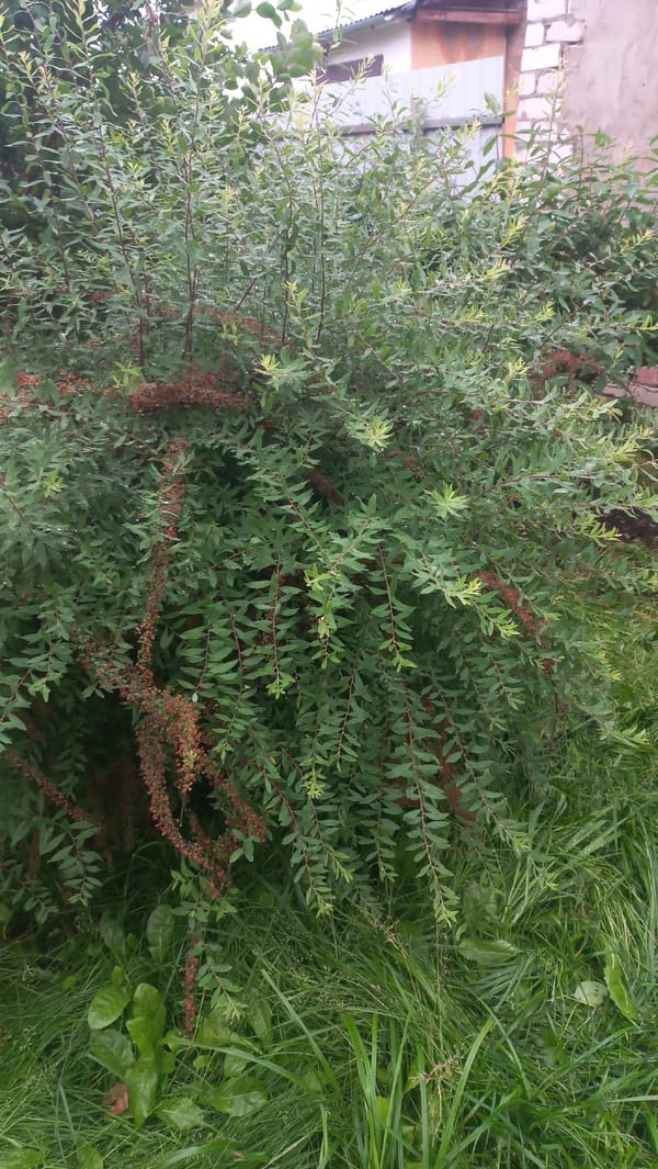 Summer garden in Savino, Russia, after rain