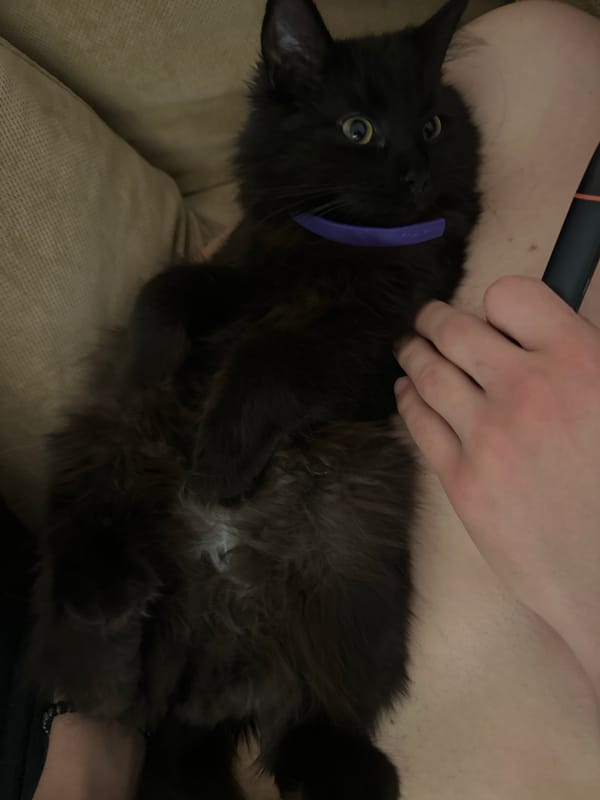 Black cat with collar rests on sofa in Sofia home