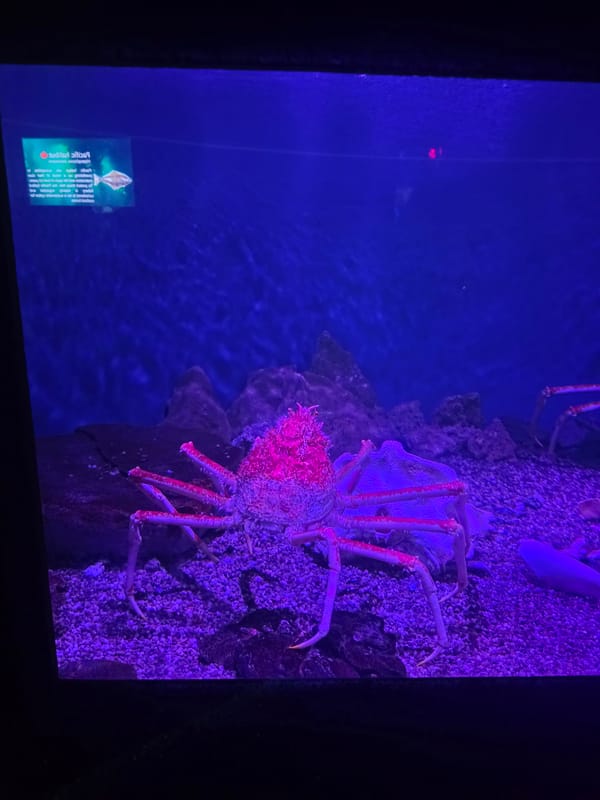 Late-night visitor documents marine exhibits at Toronto aquarium