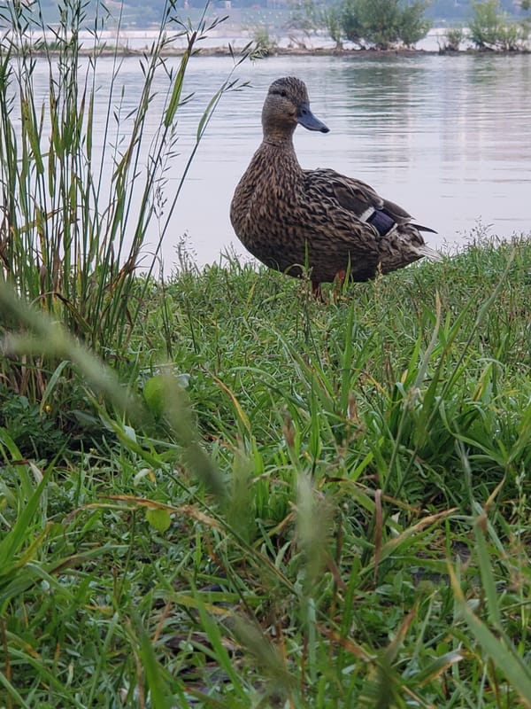 Mallard ducks along a calm urban waterway on a July afternoon