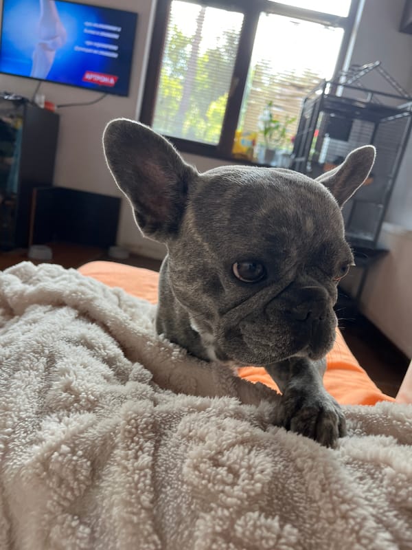 French Bulldog's cozy morning rest documented in intimate portraits