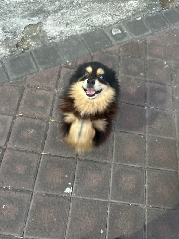 Pomeranian dog rests on brick walkway in Dalung