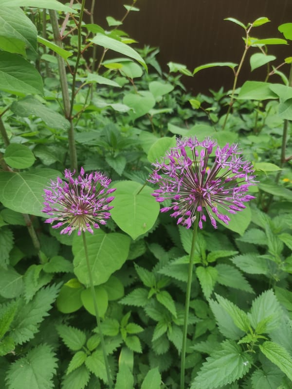 Purple alliums bloom in garden setting