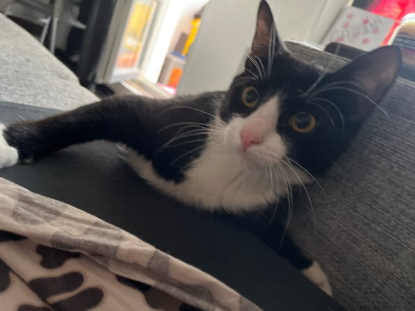 Tuxedo cat photographed resting in multiple Saint Petersburg locations