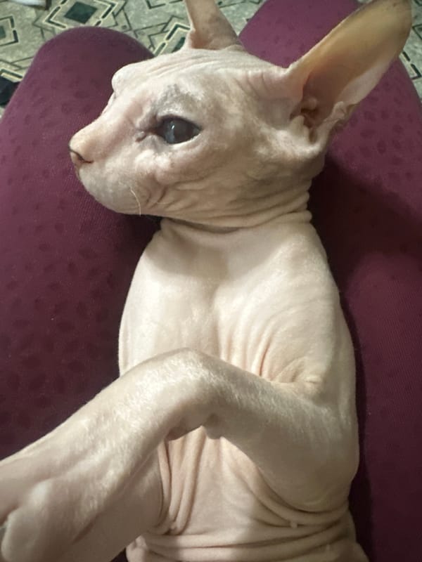 Sphynx cat hangout session, with a dog cameo