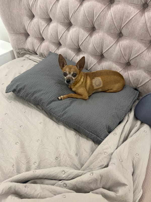 Chihuahua's lazy afternoon with snacks, flowers, and food