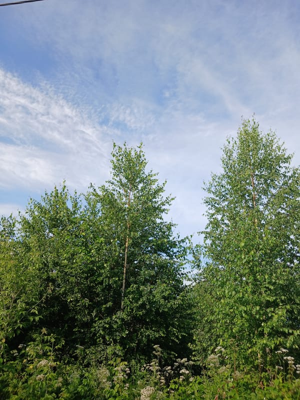 Sunny morning snapshots from a quiet Prokopyevsk neighborhood.