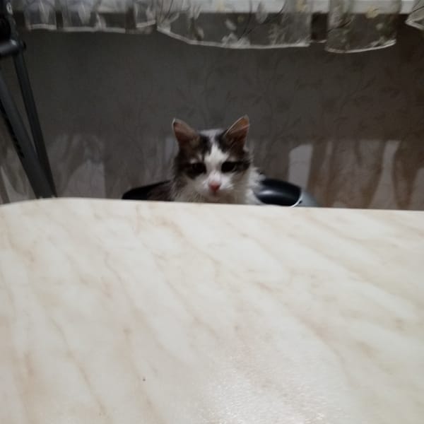 Domestic cat spotted in multiple rooms of Gremyachinsk home