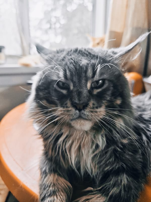 Cats and houseplants in an Abakan home