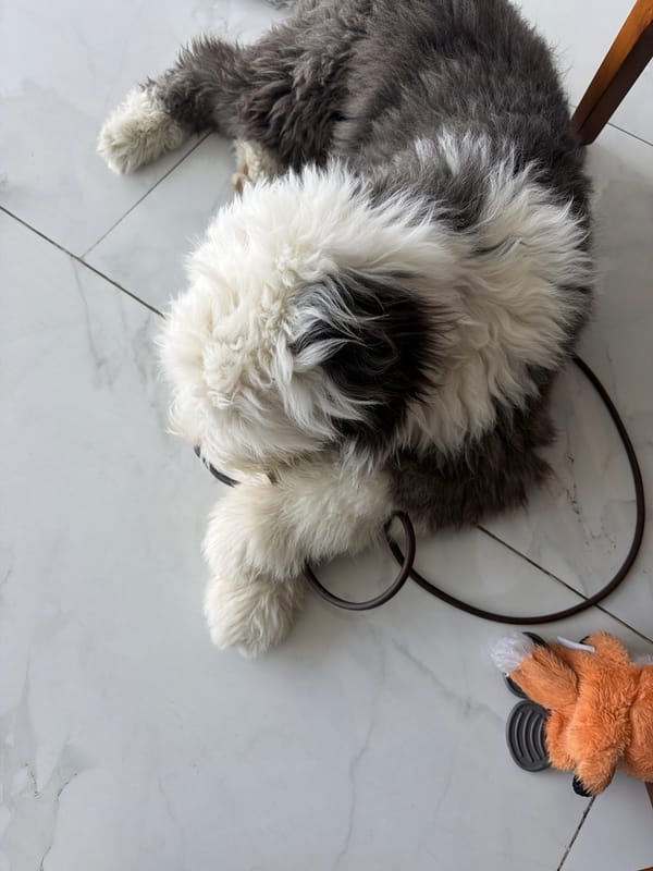 Shaggy dog rests indoors in San Bernardino Tlaxcalancingo