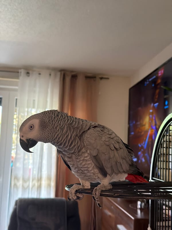 African Grey parrot observed on cage in Strasbourg home