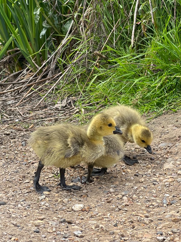 Canada geese family with goslings spotted in London park