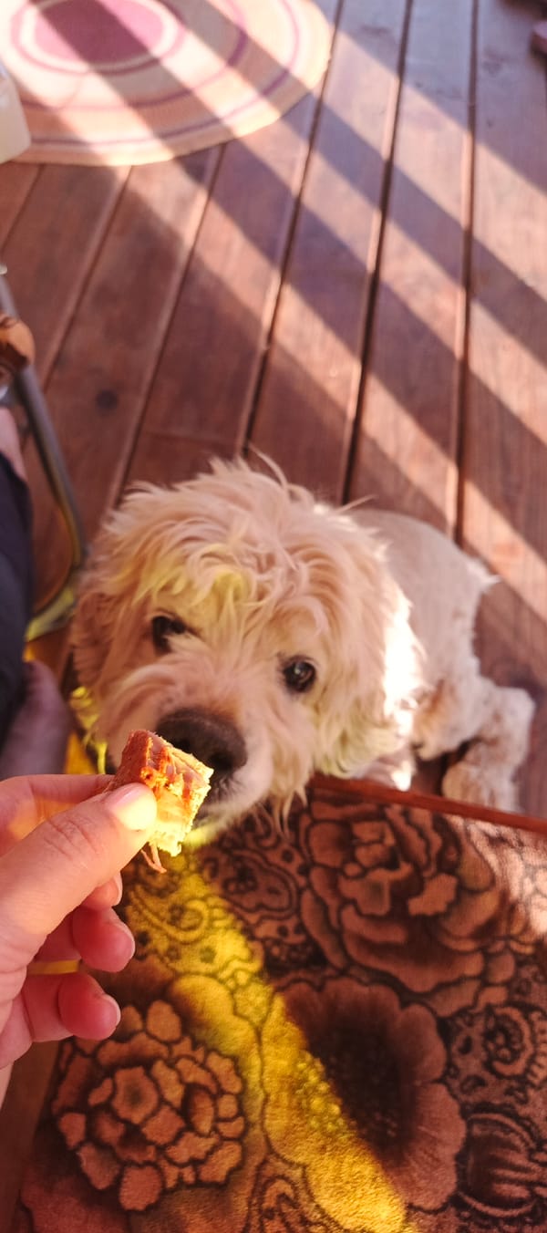 Backyard cookout in Chaikovsky, dog included