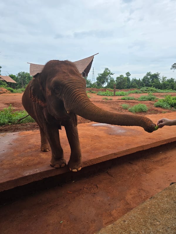 Elephant reaches for green food at Xiuying District attraction