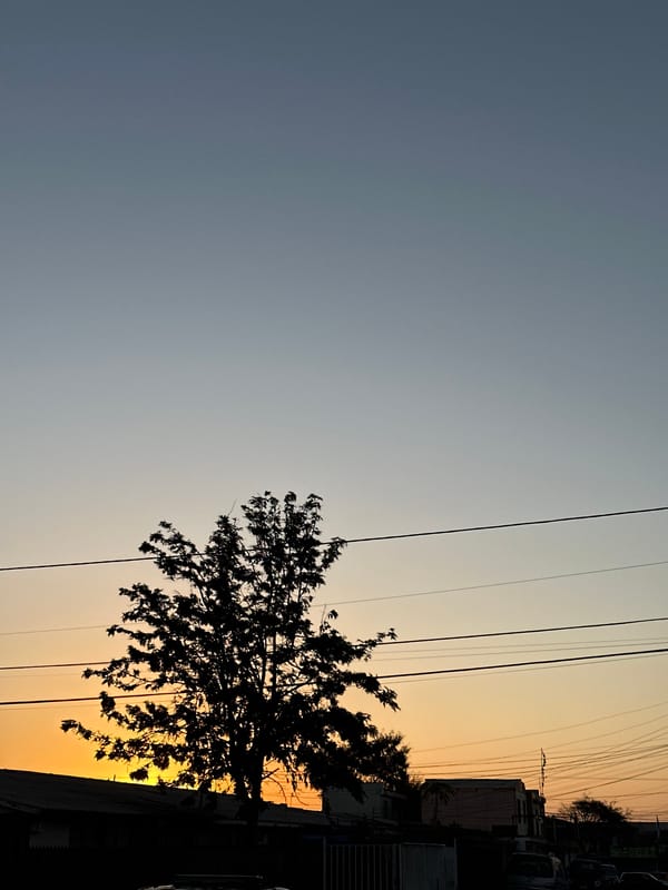 Tree silhouette captured against sunset sky in Arica, Chile