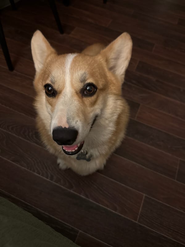 Corgi named April photographed in multiple poses in Votkinsk