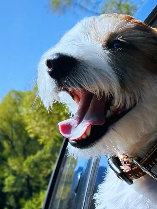 Lazy summer day in Sergeyevka: pets, bonfires, and downtime