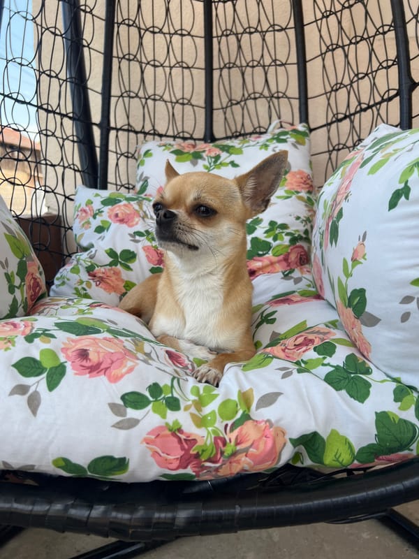 Chihuahua spotted resting on pillows in outdoor chair, Bukovets