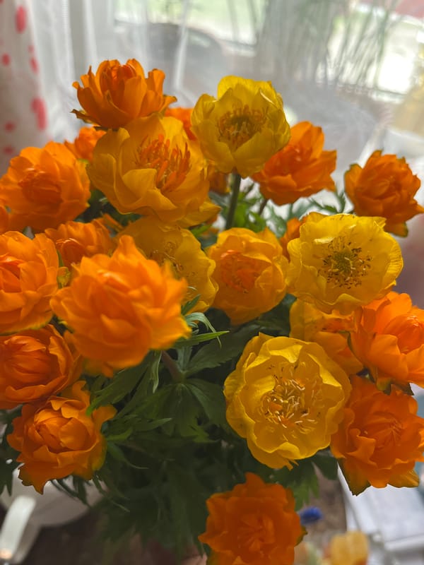 Globe flower bouquet documented indoors in Petropavlovsk-Kamchatsky