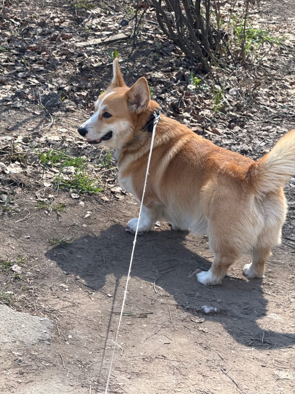 Morning dog walk observed in residential Votkinsk, Russia