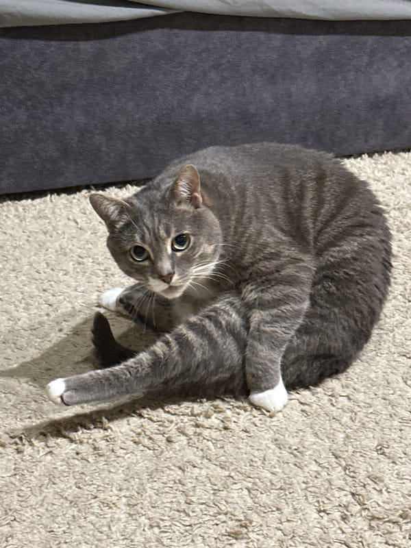 Witness captures tabby cat and bright moon over 44 minutes