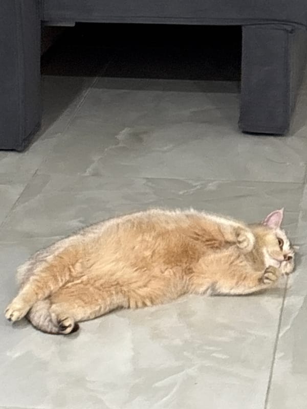 Quiet afternoon moments: resting cat, urban scenery, everyday objects