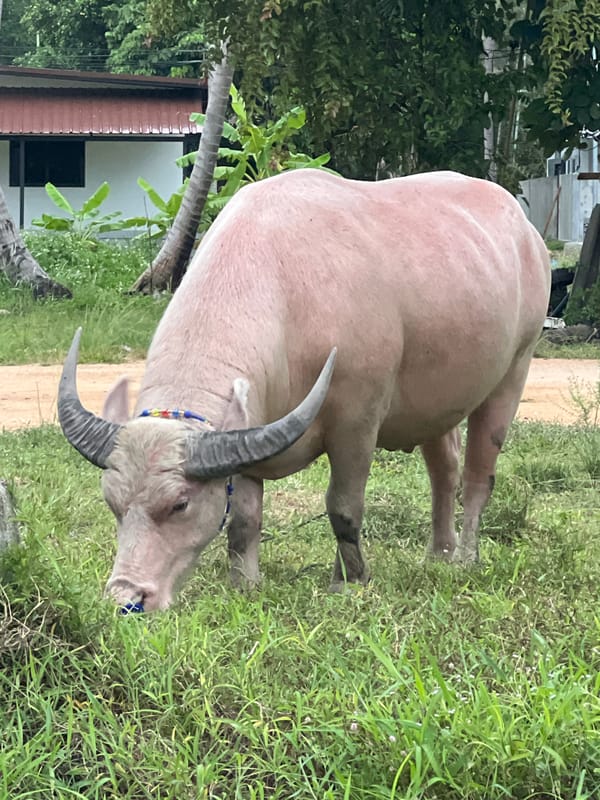 Albino buffalo and overcast beach on Ko Pha-ngan
