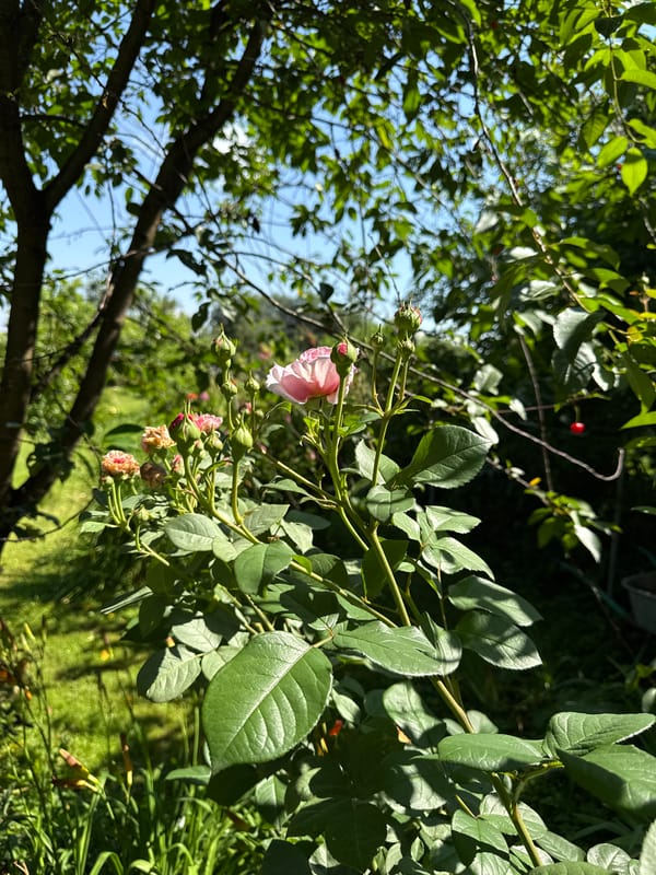 Summer nature walk through gardens and forest in Mahilyow, Belarus