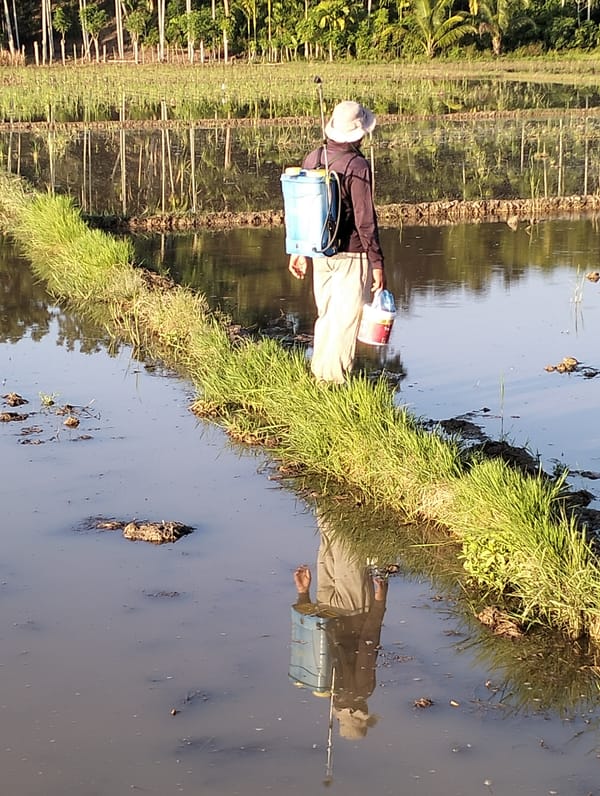 Fieldwork in flooded rice paddies at sunset, Meunasahalue