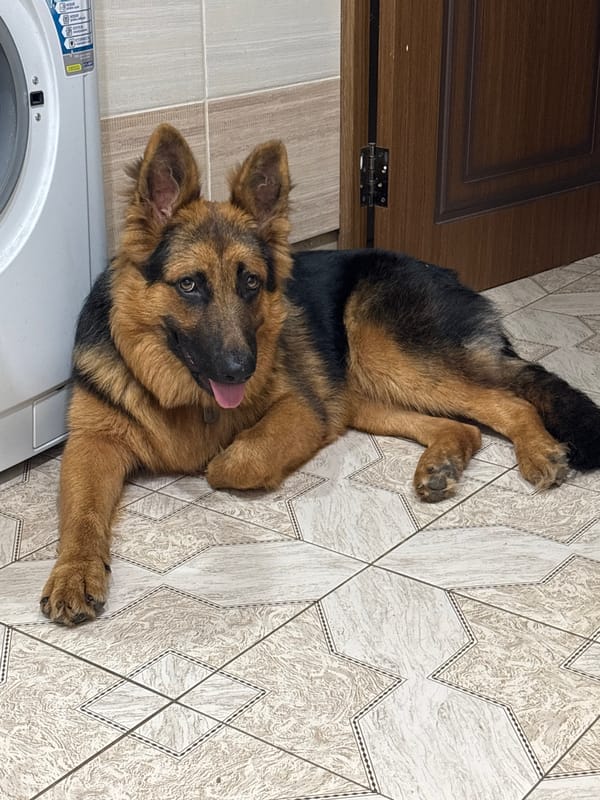 German Shepherd relaxing on a tiled floor in Russia