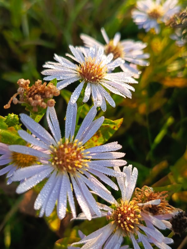 Dewy summer morning in Chaikovsky — nature details and a bike ride