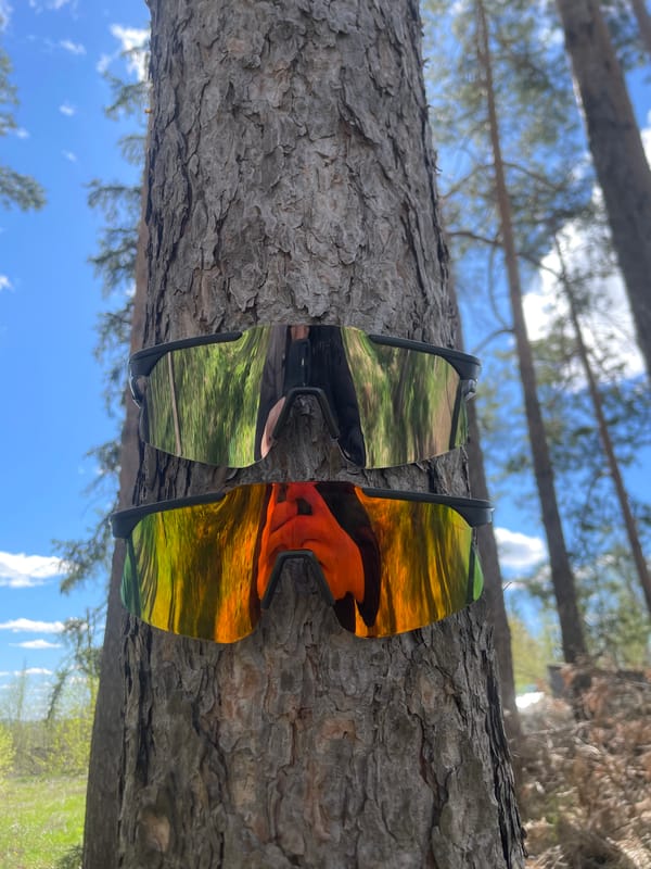 Forest outing captured in Podshivalovo pine woods
