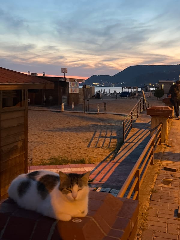 Cat watches sunset unfold over Alanya's Mediterranean coastline