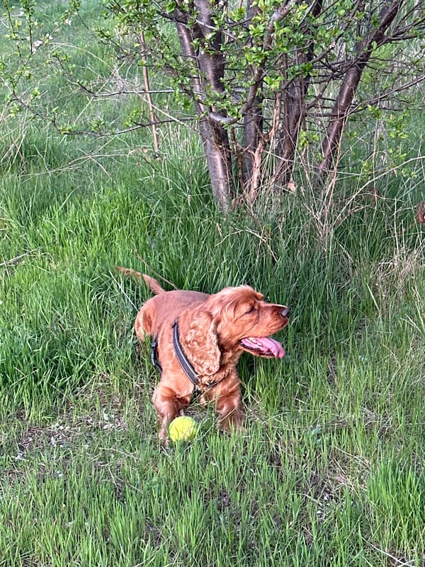 Dog rests peacefully during sunset in Sofia, Bulgaria