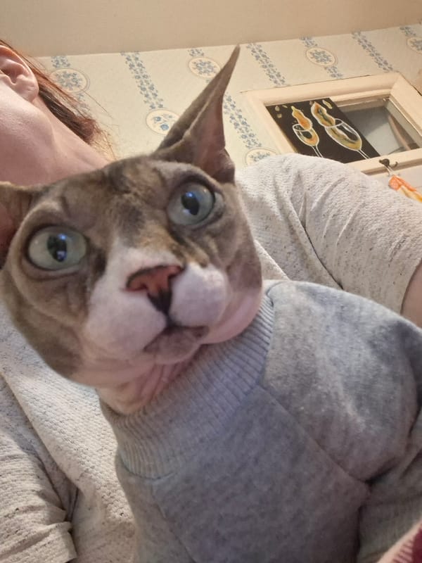 Domestic life documented in rural Belarus household with cats
