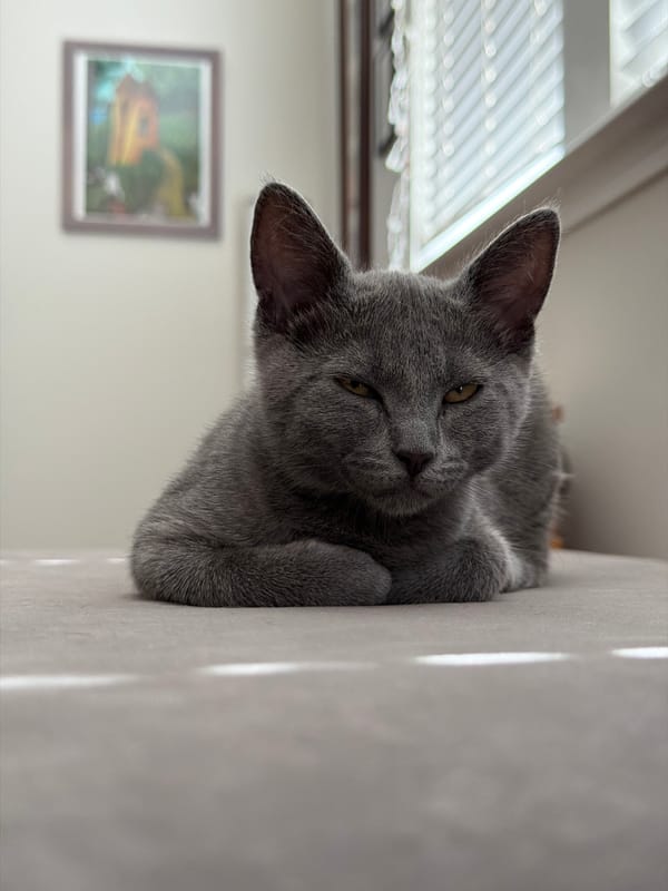 Gray cat resting on couch in Buford home
