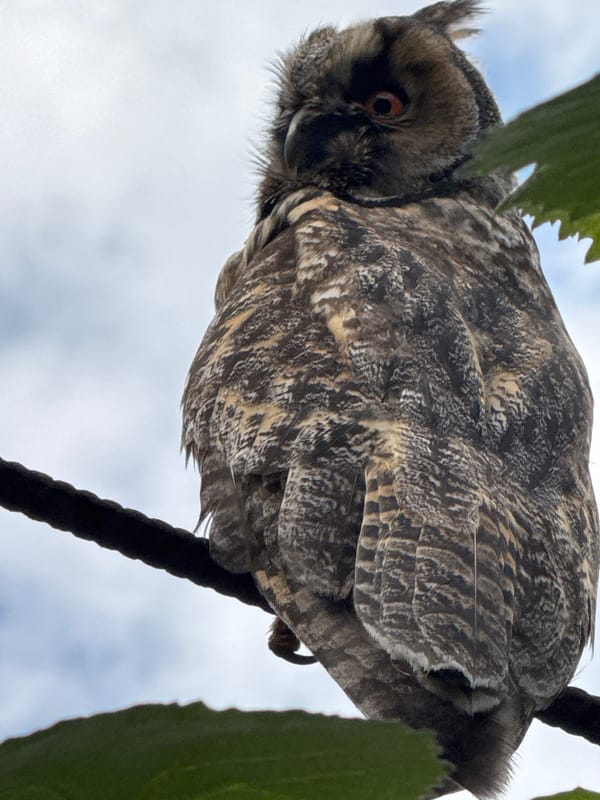 Long-eared owls and garden life around a home property