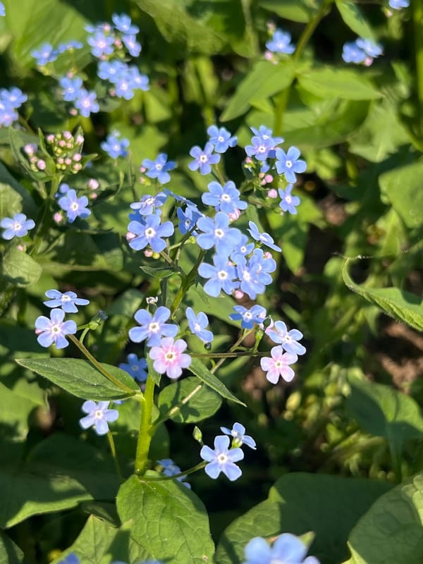Spring afternoon moments captured in Votkinsk gardens