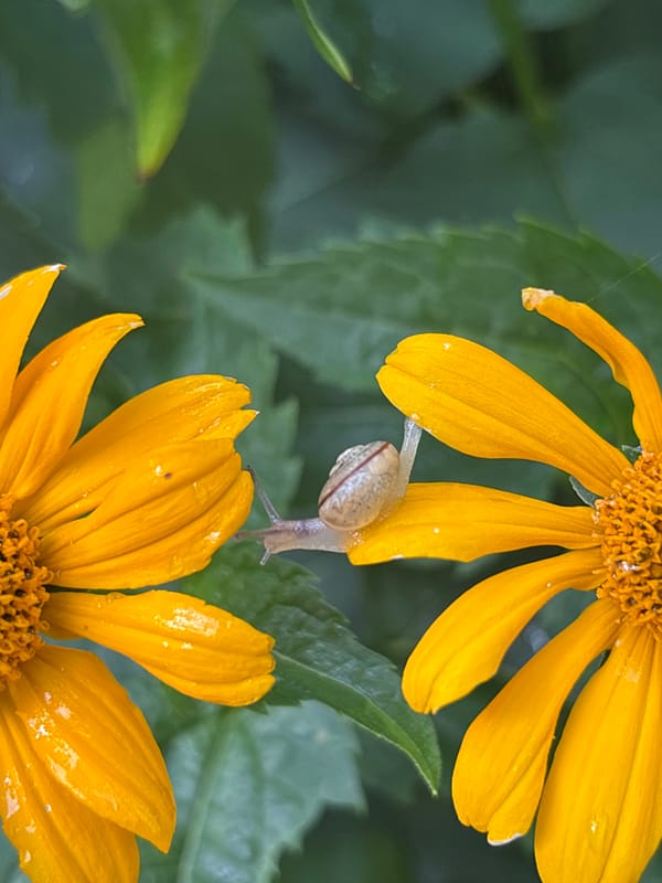 Snails exploring yellow flowers, captured in close-up macro detail
