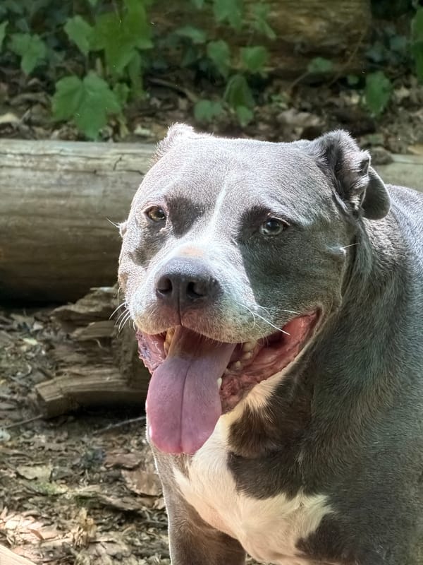Grey pit bull and companion spending time in border woodland