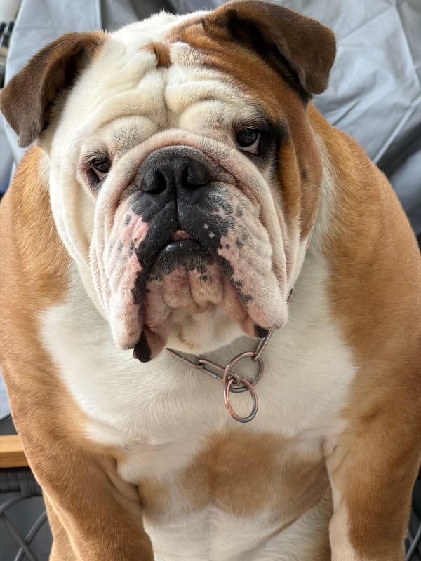 Sofia morning: bulldogs, cafe food, and neighborhood streets